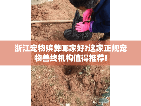 浙江宠物殡葬哪家好?这家正规宠物善终机构值得推荐! 浙江宠物殡葬哪家好?这家正规宠物善终机构值得推荐!