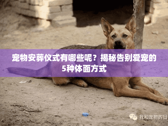 宠物安葬仪式有哪些呢？揭秘告别爱宠的5种体面方式