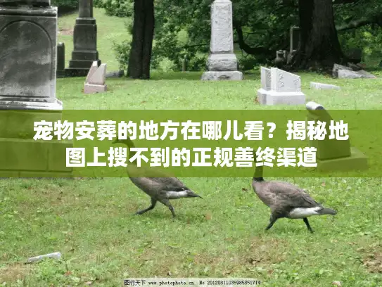宠物安葬的地方在哪儿看？揭秘地图上搜不到的正规善终渠道
