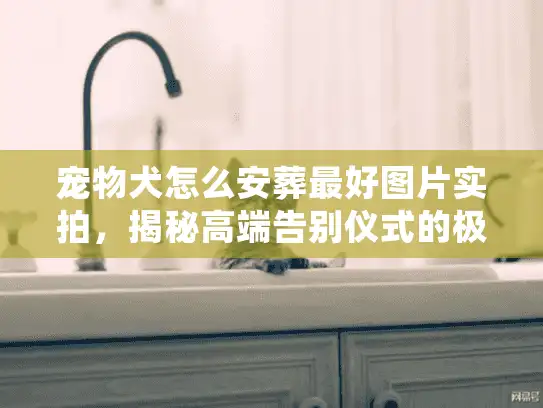 宠物犬怎么安葬最好图片实拍，揭秘高端告别仪式的极致细节