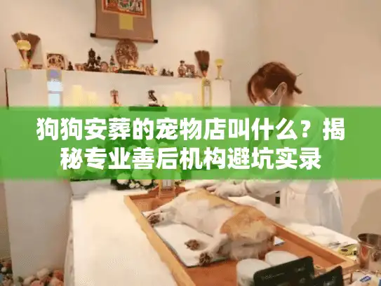 狗狗安葬的宠物店叫什么?揭秘专业善后机构避坑实录 狗狗安葬的宠物店叫什么?揭秘专业善后机构避坑实录