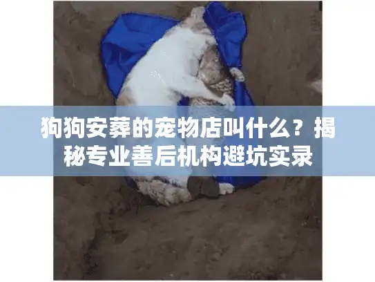 狗狗安葬的宠物店叫什么?揭秘专业善后机构避坑实录 狗狗安葬的宠物店叫什么?揭秘专业善后机构避坑实录