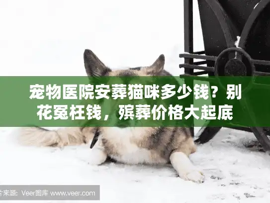宠物医院安葬猫咪多少钱？别花冤枉钱，殡葬价格大起底