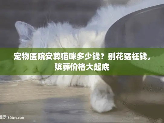 宠物医院安葬猫咪多少钱？别花冤枉钱，殡葬价格大起底