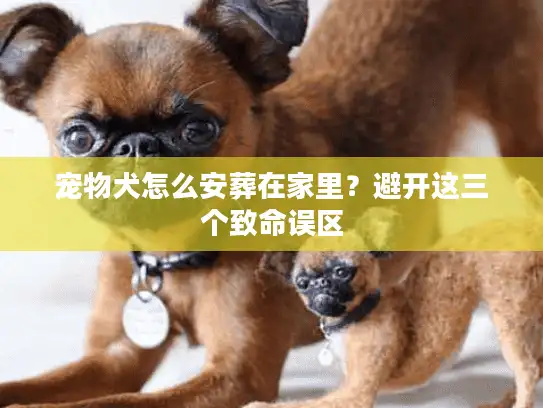 宠物犬怎么安葬在家里？避开这三个致命误区