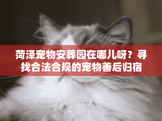 菏泽宠物安葬园在哪儿呀？寻找合法合规的宠物善后归宿