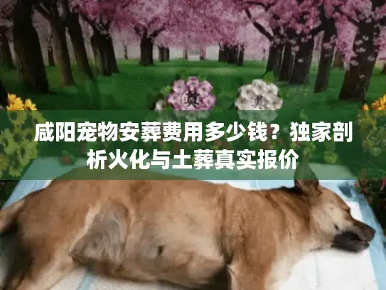 咸阳宠物安葬费用多少钱？独家剖析火化与土葬真实报价