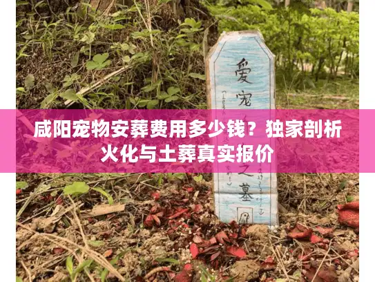 咸阳宠物安葬费用多少钱？独家剖析火化与土葬真实报价