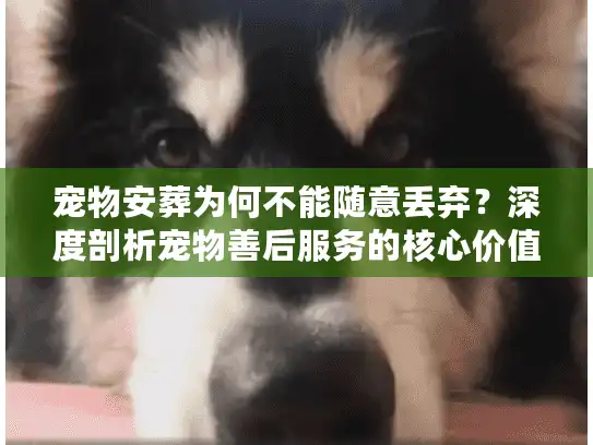 宠物安葬为何不能随意丢弃？深度剖析宠物善后服务的核心价值