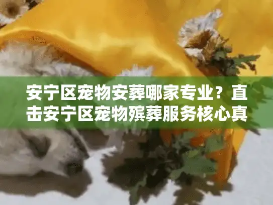 安宁区宠物安葬哪家专业？直击安宁区宠物殡葬服务核心真相
