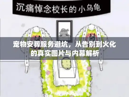 宠物安葬服务避坑,从告别到火化的真实图片与内幕解析 宠物安葬服务避坑,从告别到火化的真实图片与内幕解析