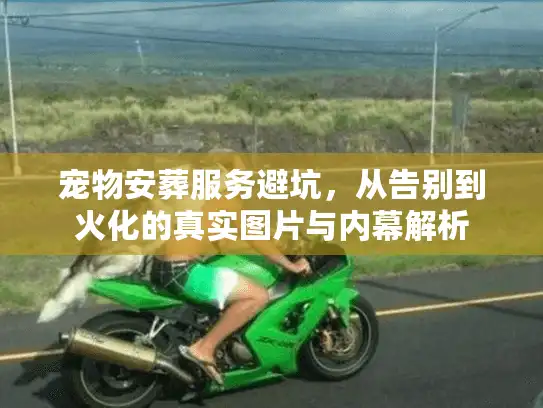 宠物安葬服务避坑,从告别到火化的真实图片与内幕解析 宠物安葬服务避坑,从告别到火化的真实图片与内幕解析