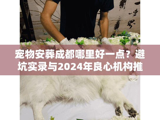 宠物安葬成都哪里好一点？避坑实录与2024年良心机构推荐