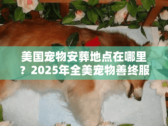 美国宠物安葬地点在哪里？2025年全美宠物善终服务选址与避坑