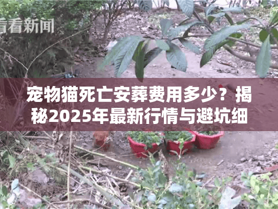 宠物猫死亡安葬费用多少？揭秘2025年最新行情与避坑细节