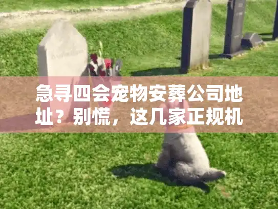 急寻四会宠物安葬公司地址？别慌，这几家正规机构24小时待命