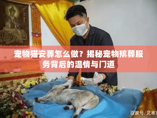 宠物猫安葬怎么做？揭秘宠物殡葬服务背后的温情与门道