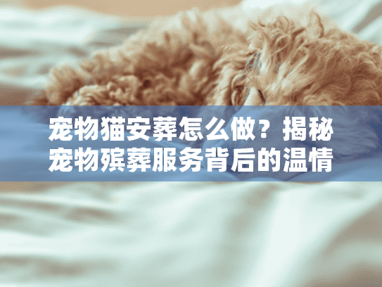 宠物猫安葬怎么做？揭秘宠物殡葬服务背后的温情与门道