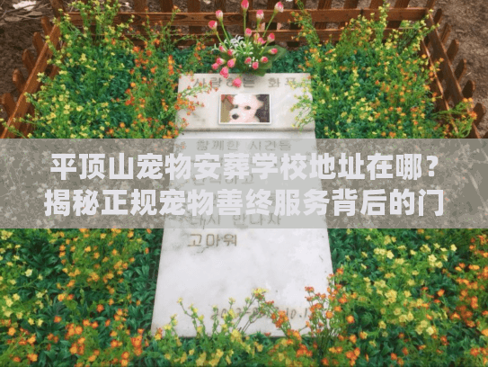 平顶山宠物安葬学校地址在哪？揭秘正规宠物善终服务背后的门道