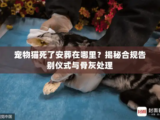 宠物猫死了安葬在哪里?揭秘合规告别仪式与骨灰处理 宠物猫死了安葬在哪里?揭秘合规告别仪式与骨灰处理