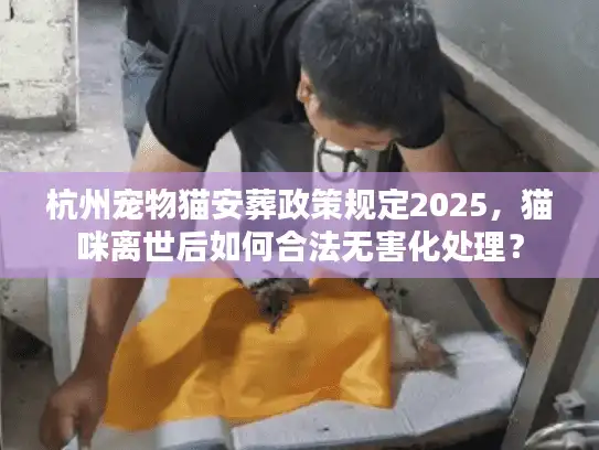杭州宠物猫安葬政策规定2025，猫咪离世后如何合法无害化处理？