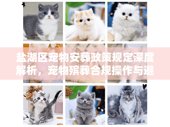 盐湖区宠物安葬政策规定深度解析，宠物殡葬合规操作与避坑实战