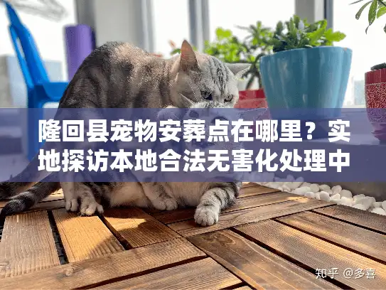 隆回县宠物安葬点在哪里?实地探访本地合法无害化处理中心 隆回县宠物安葬点在哪里?实地探访本地合法无害化处理中心