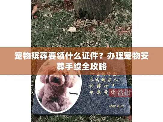 宠物殡葬要领什么证件？办理宠物安葬手续全攻略