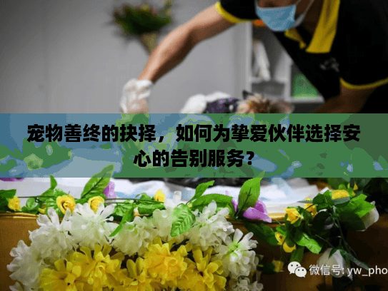 宠物善终的抉择，如何为挚爱伙伴选择安心的告别服务？