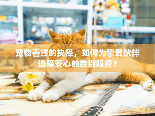 宠物善终的抉择，如何为挚爱伙伴选择安心的告别服务？