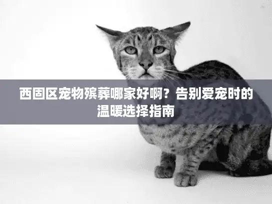 西固区宠物殡葬哪家好啊？告别爱宠时的温暖选择指南