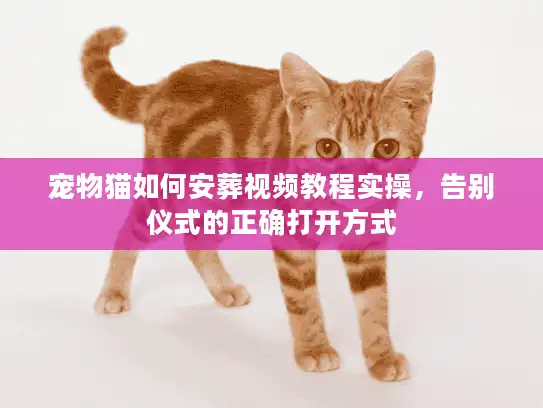 宠物猫如何安葬视频教程实操，告别仪式的正确打开方式