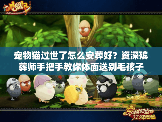 宠物猫过世了怎么安葬好？资深殡葬师手把手教你体面送别毛孩子