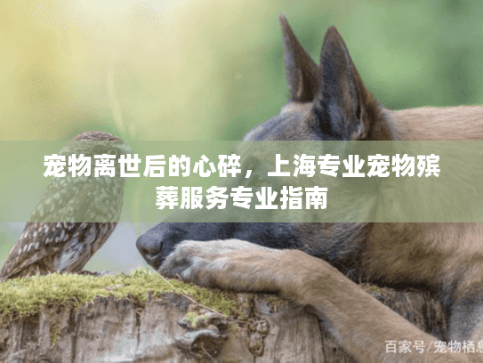 宠物离世后的心碎，上海专业宠物殡葬服务专业指南