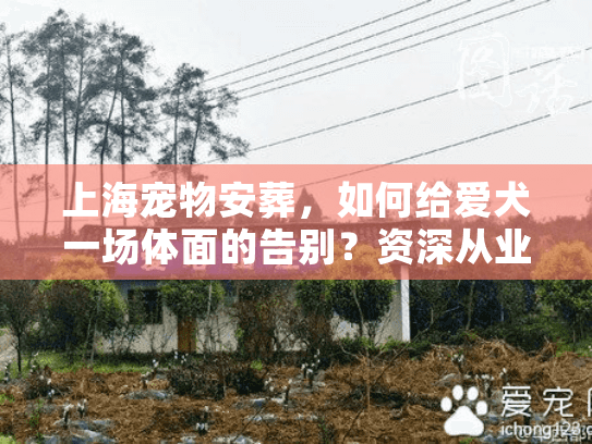 上海宠物安葬，如何给爱犬一场体面的告别？资深从业者揭秘