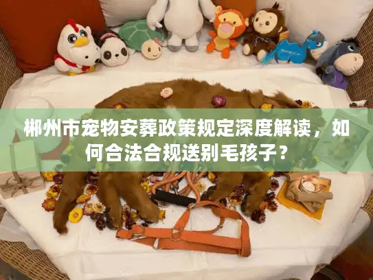 郴州市宠物安葬政策规定深度解读，如何合法合规送别毛孩子？