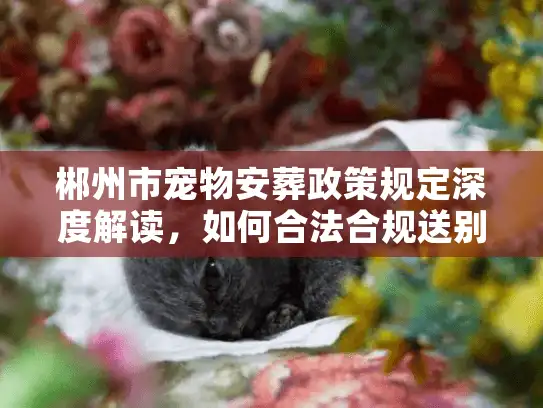郴州市宠物安葬政策规定深度解读，如何合法合规送别毛孩子？