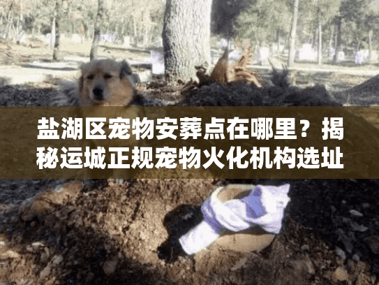 盐湖区宠物安葬点在哪里？揭秘运城正规宠物火化机构选址门道