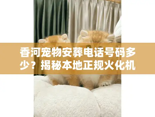 香河宠物安葬电话号码多少？揭秘本地正规火化机构与接宠流程