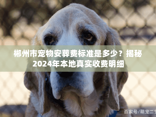 郴州市宠物安葬费标准是多少？揭秘2024年本地真实收费明细