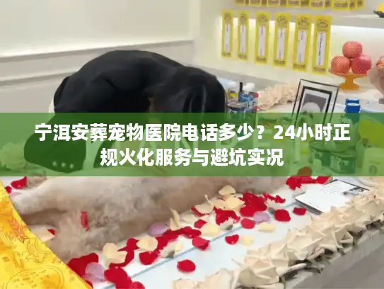 宁洱安葬宠物医院电话多少？24小时正规火化服务与避坑实况