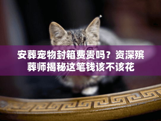 安葬宠物封箱费贵吗？资深殡葬师揭秘这笔钱该不该花