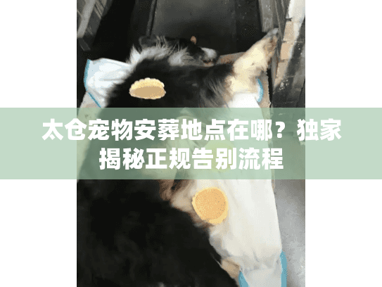 太仓宠物安葬地点在哪？独家揭秘正规告别流程