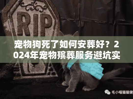 宠物狗死了如何安葬好？2024年宠物殡葬服务避坑实录与善终方案