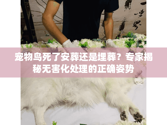 宠物鸟死了安葬还是埋葬？专家揭秘无害化处理的正确姿势