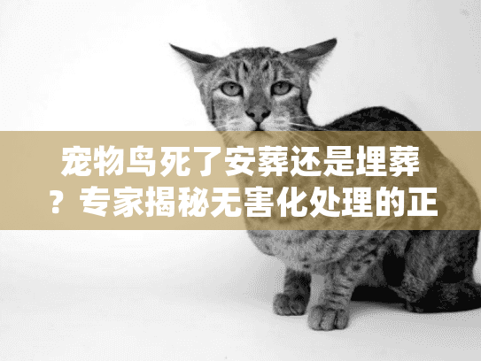 宠物鸟死了安葬还是埋葬？专家揭秘无害化处理的正确姿势