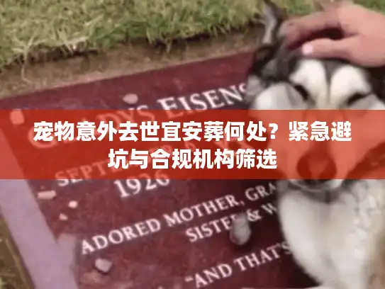 宠物意外去世宜安葬何处？紧急避坑与合规机构筛选