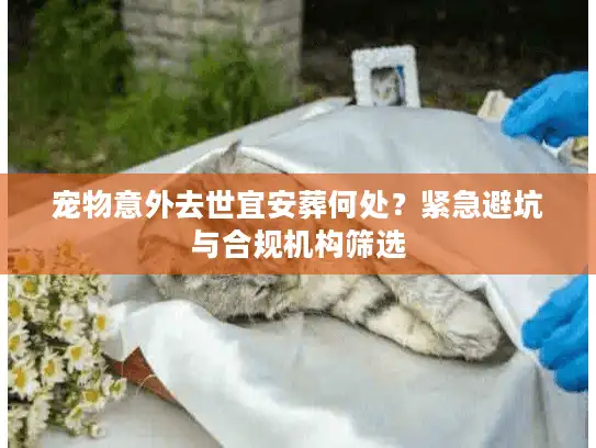 宠物意外去世宜安葬何处？紧急避坑与合规机构筛选