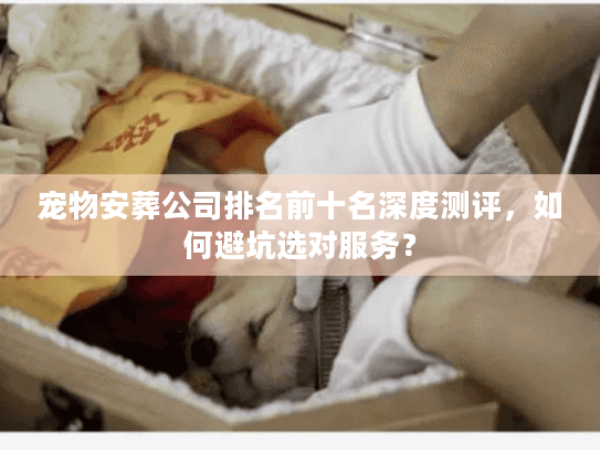 宠物安葬公司排名前十名深度测评,如何避坑选对服务? 宠物安葬公司排名前十名深度测评,如何避坑选对服务?