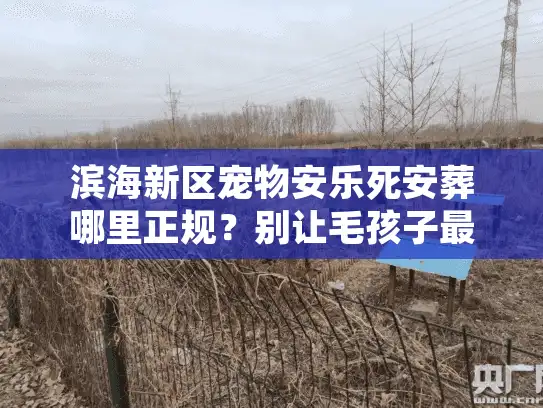 滨海新区宠物安乐死安葬哪里正规？别让毛孩子最后一段路留遗憾